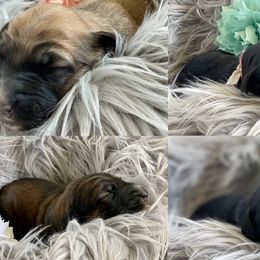 Boy 4 - Afghan Hound puppy in Wamego, Kansas from Swanah