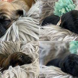 Boy 4 - Afghan Hound puppy in Wamego, Kansas from Swanah