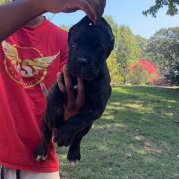 Eye Of The Tiger - Black brindle male Cane Corso puppy in Dallas, Texas from Exotic Empire Kennels LLC