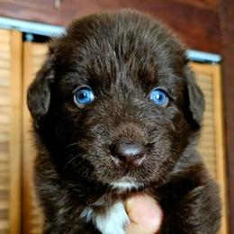 Snickers - Red tri-color male Australian Shepherd puppy in Fultonville, New York from Sandy Aussies & Pomeranians