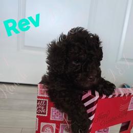 Rev - Brown and white male Aussiedoodle puppy in Loveland, Colorado from A&L Ranch Aussiedoodles