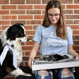 Australian Shepherd puppies from Fairytail Aussies