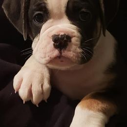 Olde English Bulldogges from Treasa Butzin's Olde English Bulldogge