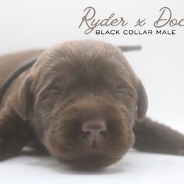 Boy 4 - Chocolate male Labrador Retriever puppy in Capron, Virginia from Triple Creek Kennel