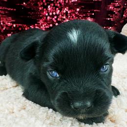 Jordan - Black male Toy Australian Shepherd puppy in Smithville, Arkansas from Cooper Creek Aussies