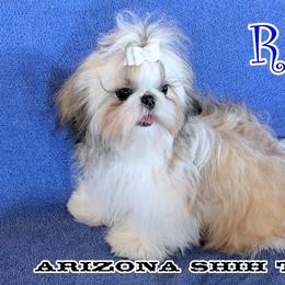 Rizz - Shih Tzu