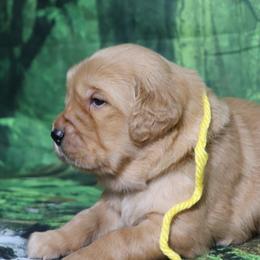 Aster yellow collar - Golden male Golden Retriever puppy in Great Falls, Montana from VS Golden Fields