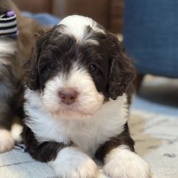 Girl 2 - Brown female Bernedoodle puppy in Waco, Texas from Blessings Pups Doodles