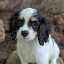 Finn - Tri-color male Cavapoo puppy in San Diego, California from WW Cavapoos
