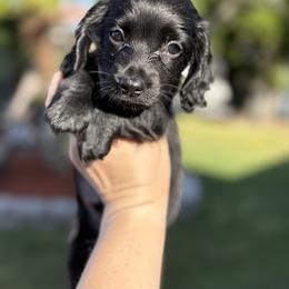 Dachshund Puppies from Davidson's Dachshunds