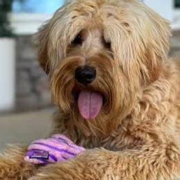 Georgie - Australian Labradoodle