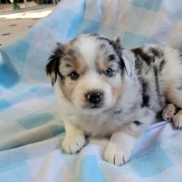 Australian Shepherd Puppies from Amare Aussies