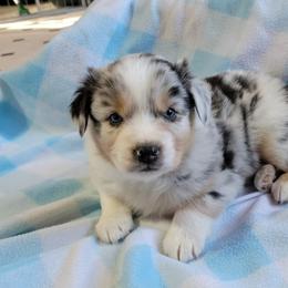 Australian Shepherd Puppies from Amare Aussies