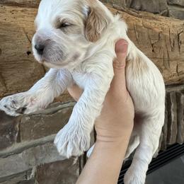 Cockapoo Puppies from M&M Cockapoos of Iowa