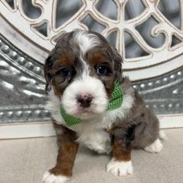 Green collar - Merle male Bernedoodle puppy in Calico Rock, Arkansas from Cottrell’s Poodles & Doodles