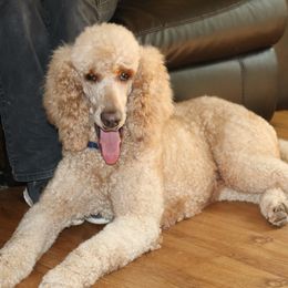 Delilah - Poodle