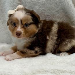 Teal collar - Red merle female Aussiedoodle puppy in 32046, Florida from River Hill Ranch