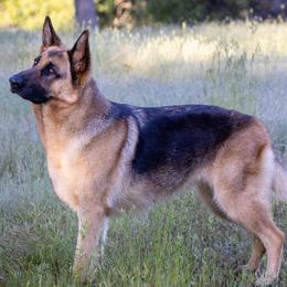 Tess - German Shepherd