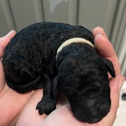 Tan collar - Sable male Goldendoodle puppy in Fairfield, California from Twin Sisters Doodles