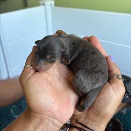 Adele - Dapple female Dachshund puppy in Weiser, Idaho from Peace Love and Doxies
