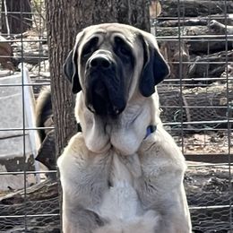 Roose - Anatolian Shepherd Dog