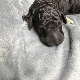 Poodle Puppies from Risa Poodles