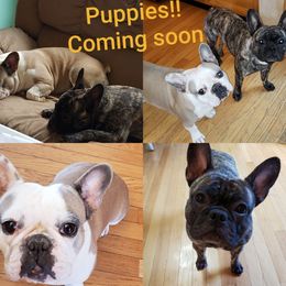 French Bulldogs from Proud French Bulldogs