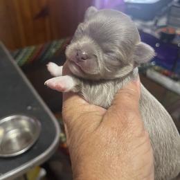 Chihuahua Puppies from Anastasia’s Tiny Pupps