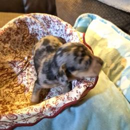 Freddy - Dapple male Dachshund puppy in Wakeman, Ohio from Angie's Adorable Dachshunds