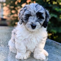 Moose Tracks - Merle male Bernedoodle puppy in Sparta, Missouri from Sis' Doodles & Poodles