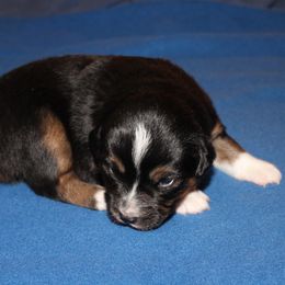 Rey - Black tri female Miniature American Shepherd puppy in Hillsdale, Michigan from Faithwalk Aussies and Mini American Shepherds
