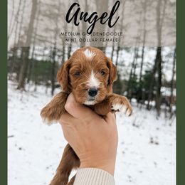 Angel - Red  female Goldendoodle puppy in Brookville, Pennsylvania from Woodland Mountain Doodles