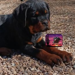 Rottweiler Puppies from Sunset State Rotts