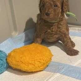 Daisy Mae - Red  female Poodle puppy in Brandon, Florida from Henn's Toy Poodles