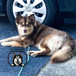 Reeses - Pomsky