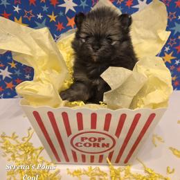 Pomeranian Puppies from Serena's Poms