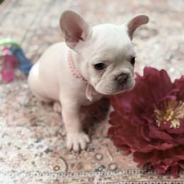Girl 1 - female French Bulldog puppy in East Greenwich, Rhode Island from DaSilvas Estrella AKC