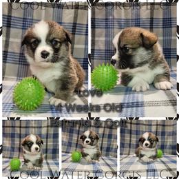 Love - Red male Pembroke Welsh Corgi puppy in Kiowa, Colorado from Cool Water Corgis LLC