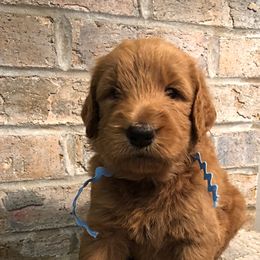 Bernedoodle and Goldendoodle Puppies from Jefferson Doodles