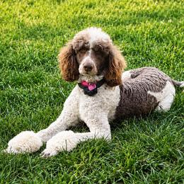 Dolly - Poodle