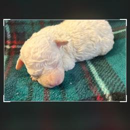 Beagle, Cavalier King Charles Spaniel, and Cavapoo Puppies from Linda's Puppies