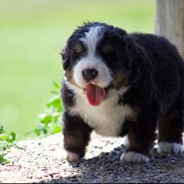 Valhalla - Black tan and white male Bernese Mountain Dog puppy in Winigan, Missouri from Home Sweet Bernese