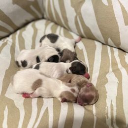 Chihuahua Puppies from Marquez Chihuahuas