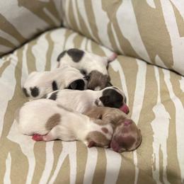 Chihuahua Puppies from Marquez Chihuahuas