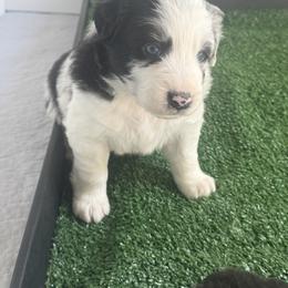Australian Shepherd Puppies from White Oak Aussies