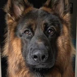 Enna - German Shepherd
