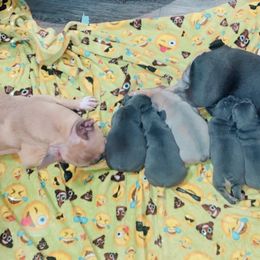 French Bulldog Puppies from Fench bulldog houston