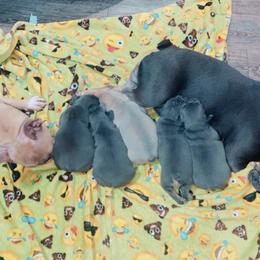 French Bulldog Puppies from Fench bulldog houston