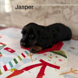 Jasper - Black and tan male Dachshund puppy in Sunman, Indiana from Bedrock Dachshunds