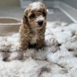 Snickers - Cream male Maltipoo puppy in Allentown, Pennsylvania from Poodles Are Mixy